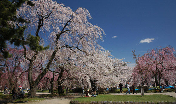 弘前公園周辺