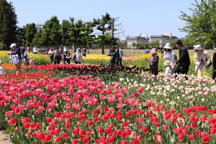 チューリップ園を見学する来場者２