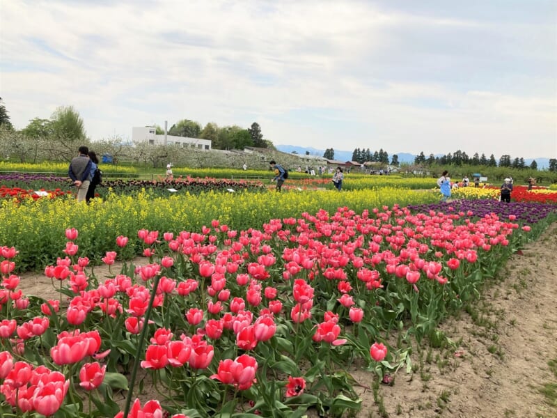 色とりどりのチューリップの花畑