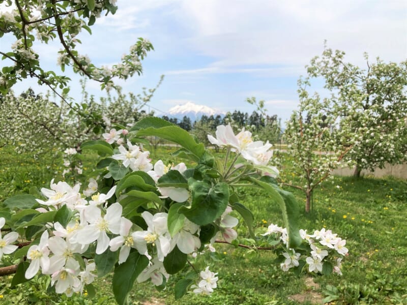 岩木山を見晴らせるリンゴ畑