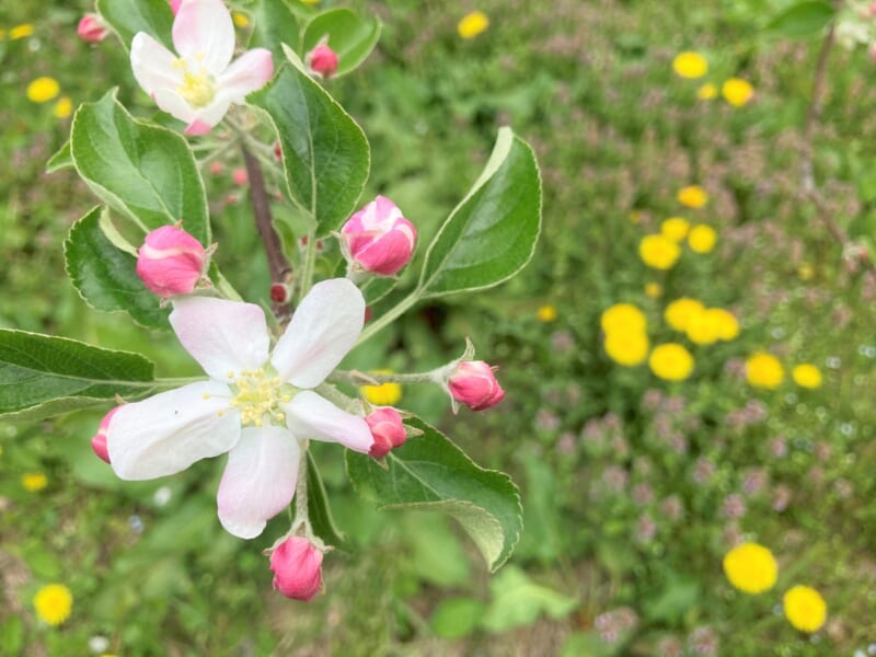 リンゴの花は中心から咲き始める