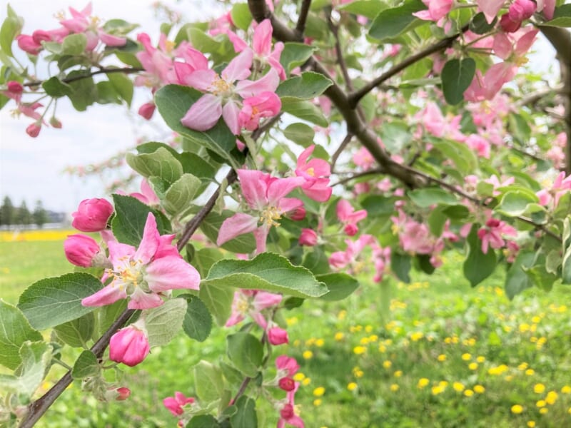 花弁が濃いピンクのリンゴの花も