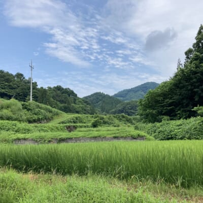 棚田