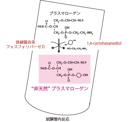 微生物由来の酵素を使って非天然リン脂質の合成に成功