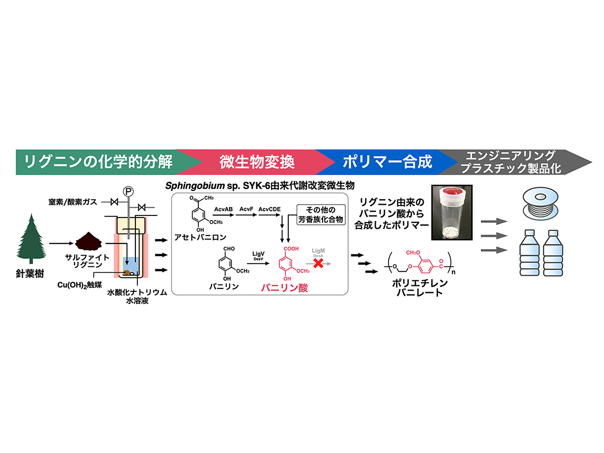 化学とバイオが連携してリグニンからの芳香族ポリマー合成に成功
