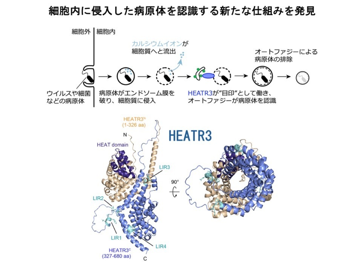 細胞内に侵入した病原体を認識する新たな仕組みを発見 - 弘前大学