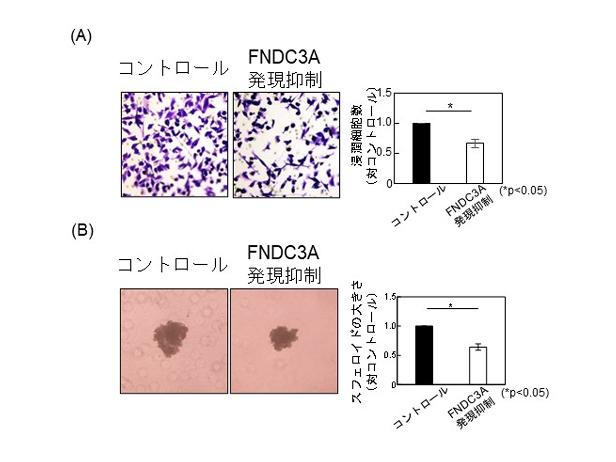 トリプルネガティブ乳がんの悪性化に寄与する新たな因子を発見