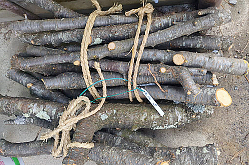 ①さくら剪定枝