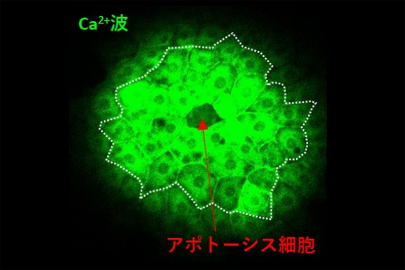 図1:アポトーシス細胞排除(ACE)