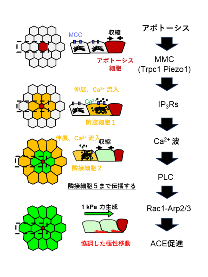 図2:ACEを駆動とする力とCa²⁺の連携メカニズム