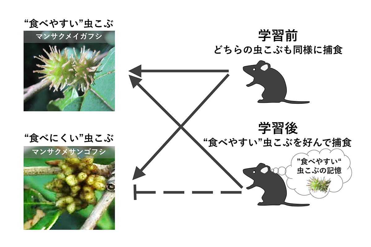 (図1)研究結果の概要図。“食べやすい”虫こぶを学習したネズミは、“食べにくい”虫こぶを避ける
