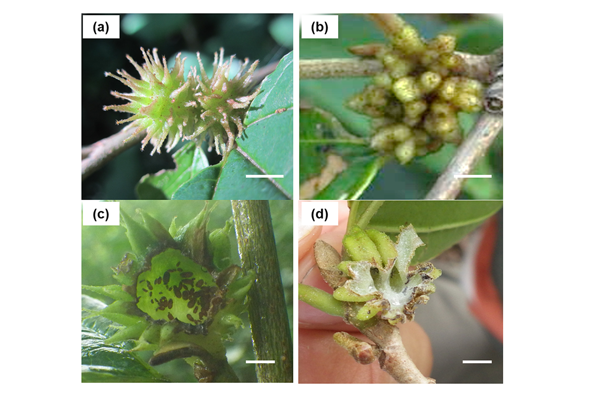(図2)(a, b) マンサクメイガフシとマンサクメサンゴフシ. (c,d)齧歯類に捕食されたマンサクメイガフシとマンサクメサンゴフシ. 白いバーは1㎝を示す