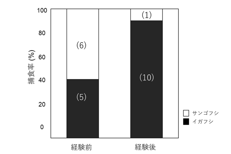 (図3)虫こぶ捕食経験前と後のヒメネズミの虫こぶ2種に対する選好性