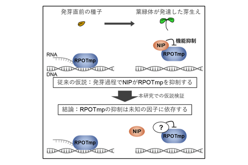 図1：葉緑体のRNAポリメラーゼRPOTmpの機能制御に関する従来の仮説と本研究の成果に基づく新しい仮説。従来、葉緑体の発達する発芽過程におけるRPOTmpの機能抑制には、NIPタンパク質が関わるとされてきました。本研究でこの仮説を検証した結果、NIPは発芽過程でのRPOTmpの機能に影響を与えず、他の因子による制御が存在する可能性が示されました。