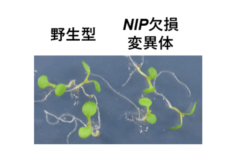 図2：NIPを欠損した実験植物シロイヌナズナ。遺伝子改変されていない野生型植物とNIP遺伝子を欠損した 変異体を比較したところ、表現型に差は見られませんでした。