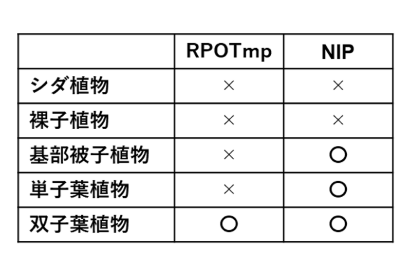表1：様々な植物種におけるRPOTmpとNIPの有無。RPOTmpは双子葉植物に特有のタンパク質ですが、NIPは単子葉植物や基部被子植物にも存在することが明らかとなりました。NIPタンパク質はRPOTmpより進化的起源が古いと考えられます。