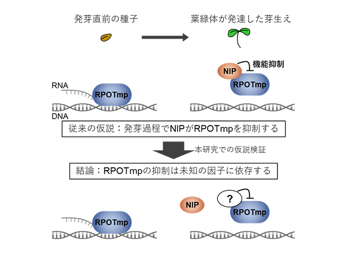 葉緑体の遺伝子を読み取る酵素の機能制御に関するこれまでの仮説を覆す
