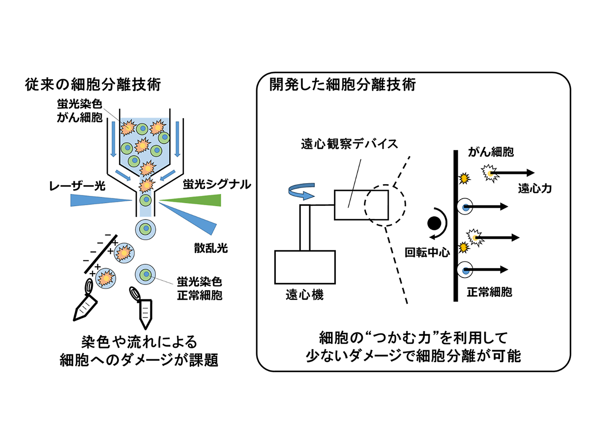 細胞の“つかむ力”の違いを利用した、新しい細胞分離技術を開発 ―遠心力