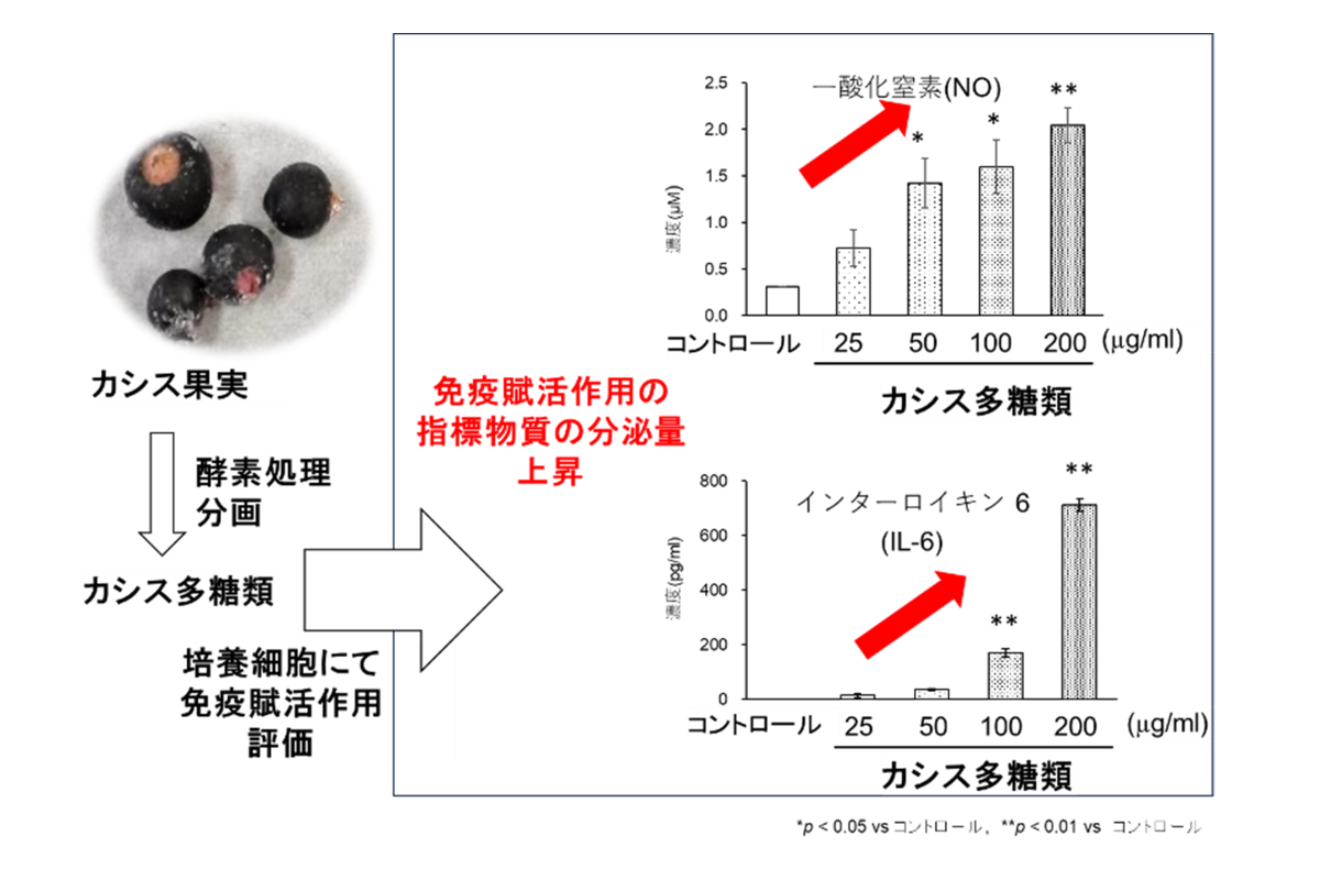 青森県が生産量1位のカシスに含まれる多糖類による 免疫賦活作用が明らかに