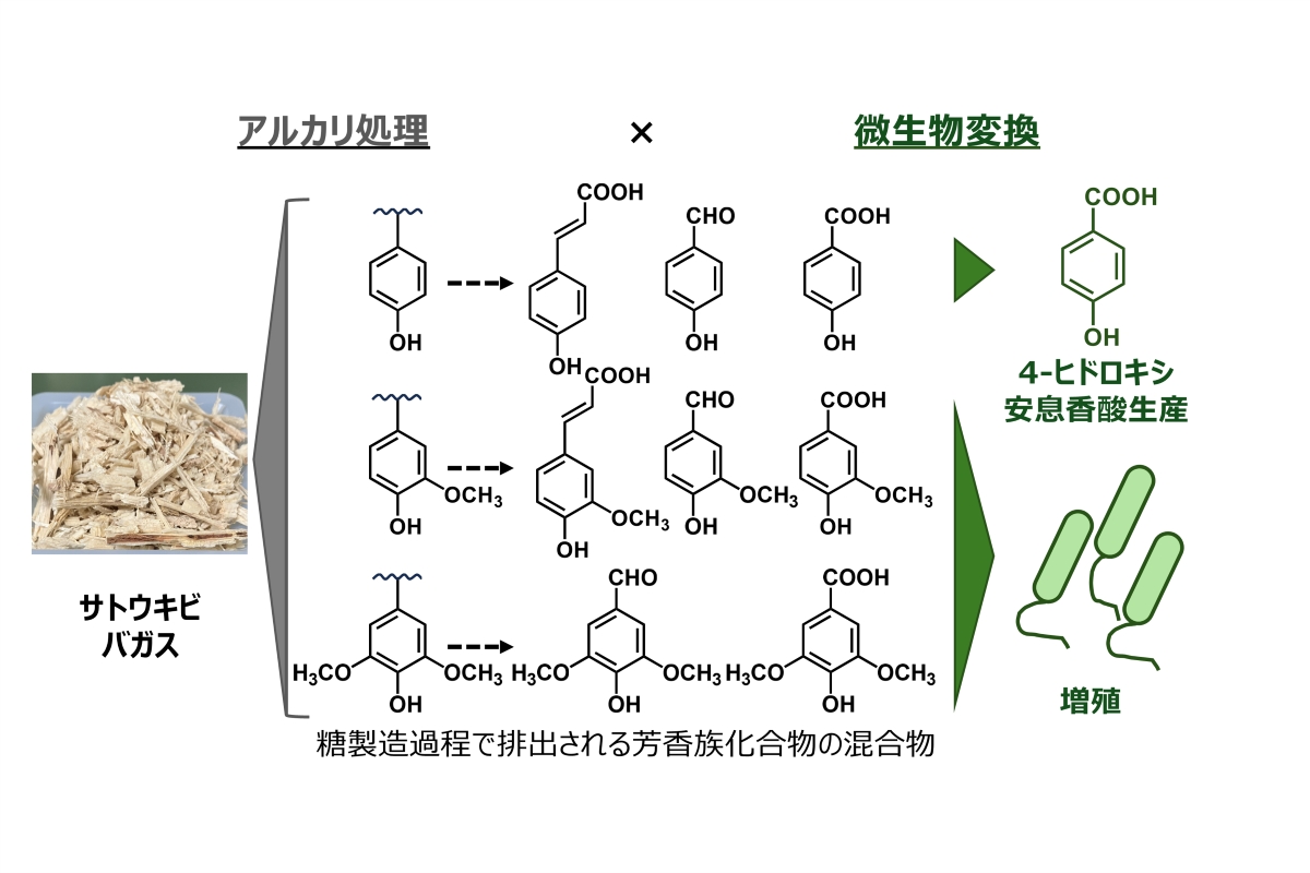 図:サトウキビバガスをアルカリ処理して得られる芳香族化合物の混合物を炭素源とした4-ヒドロキシ安息香酸のバイオ生産の概要