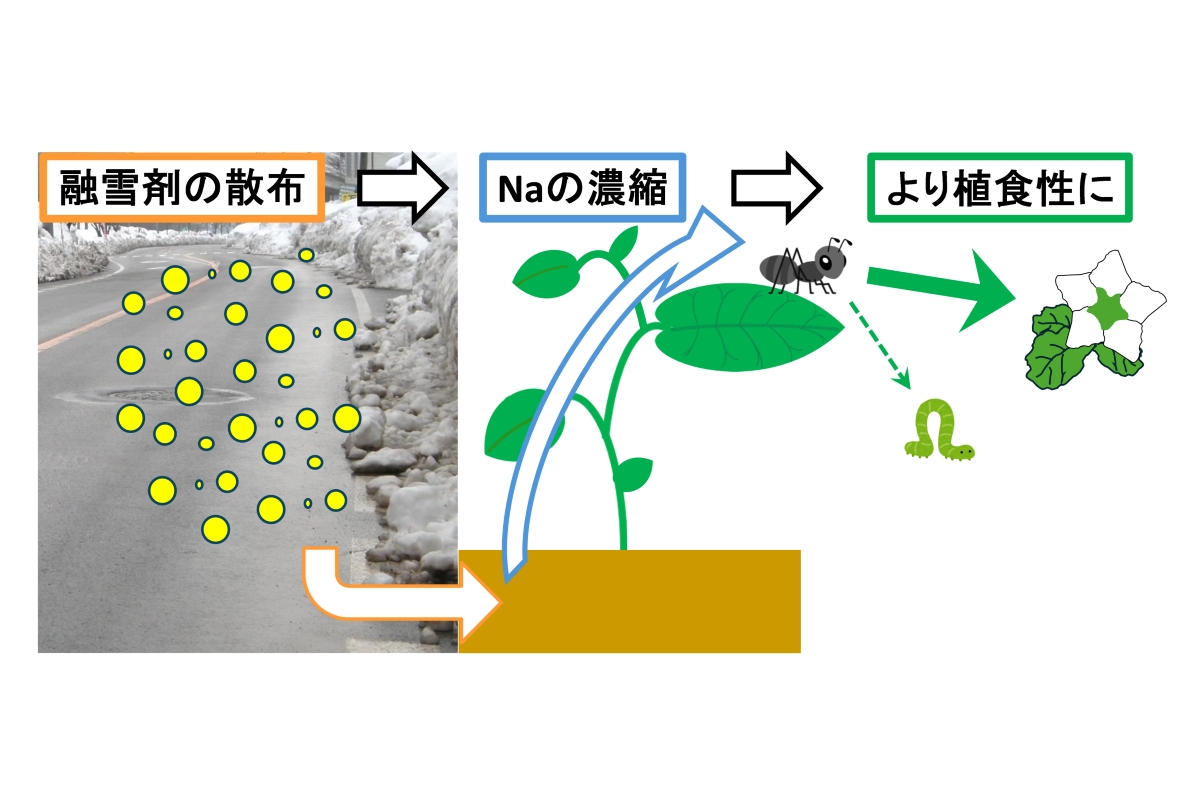 図1. 本研究によって明らかにされたこと