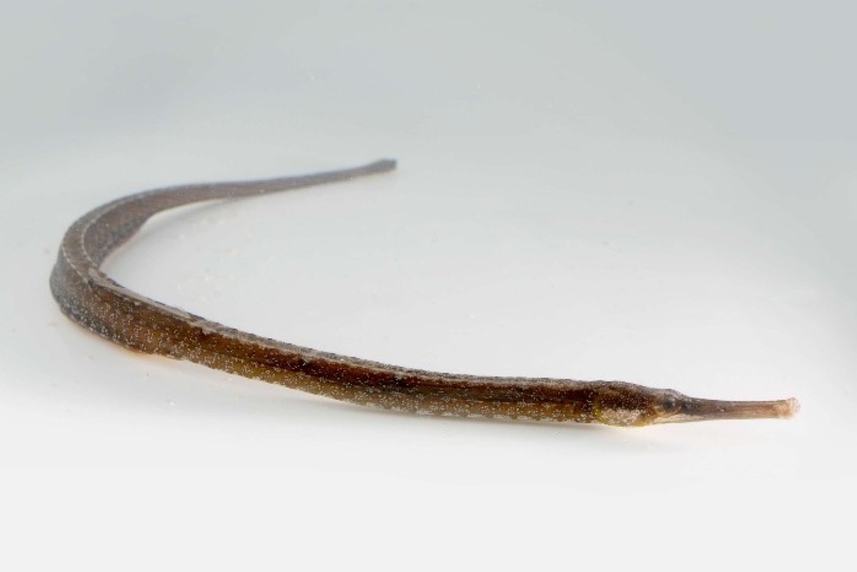 ヨウジウオ Syngnathus schlegeli